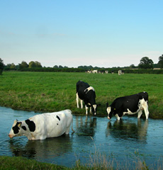 Kemble Farms Cows