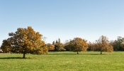 Kemble Farms