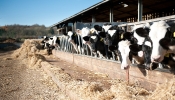 Kemble Farms