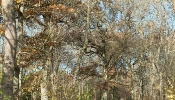 Kemble Farms