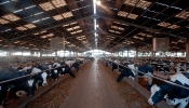 Kemble Farms