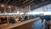 Kemble Farms